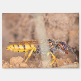 A photograph of a wasp on a magnet マグネット