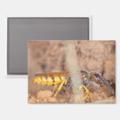 A photograph of a wasp on a magnet マグネット (正面/裏面)