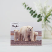 A Polar Bear Mother With Her Cubs in Alaska ポストカード (スタンド正面)