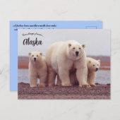 A Polar Bear Mother With Her Cubs in Alaska ポストカード (正面/裏面)