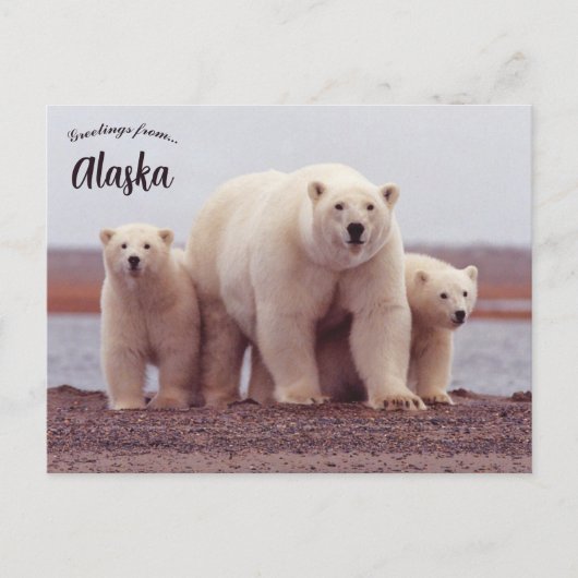 A Polar Bear Mother With Her Cubs in Alaska ポストカード (正面)