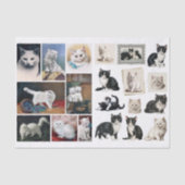 A Pretty Mix of White and Black Cats & Kittens 薄葉紙 (正面)