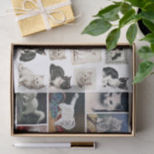 A Pretty Mix of White and Black Cats & Kittens 薄葉紙 (ギフト)