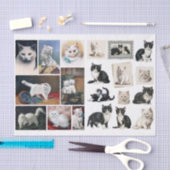 A Pretty Mix of White and Black Cats & Kittens 薄葉紙 (クラフト)