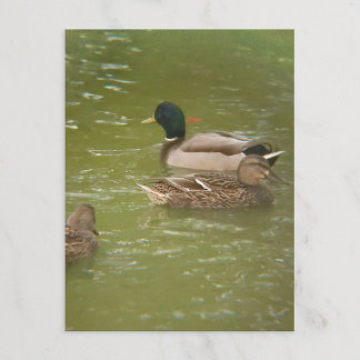 A Raft of Ducks Postcard シーズンポストカード