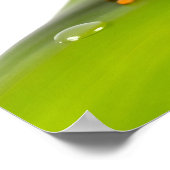 A Redeye Tree Frog ポスター (角)