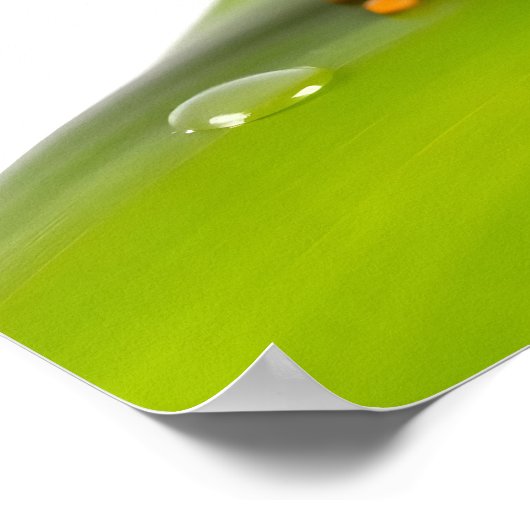 A Redeye Tree Frog ポスター (角)