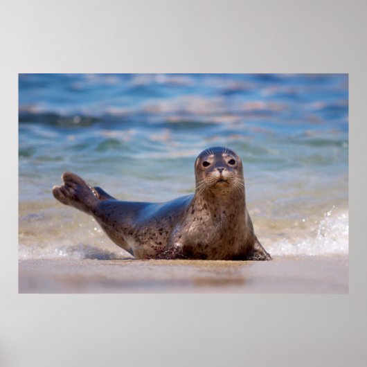 A seal on a beach along the Pacific Coast ポスター (正面)