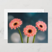 A Set of Three Pink Gerbera Postcards ポストカード (正面/裏面)