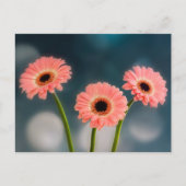 A Set of Three Pink Gerbera Postcards ポストカード (正面)