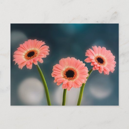 A Set of Three Pink Gerbera Postcards ポストカード (正面)