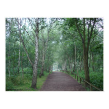 A Sherwood Forest Path