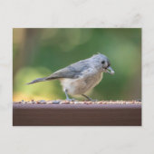 A small tufted titmouse eating birdseed. ポストカード (正面)
