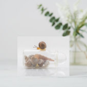 A snail and seashells ポストカード (スタンド正面)