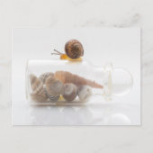 A snail and seashells ポストカード (正面)