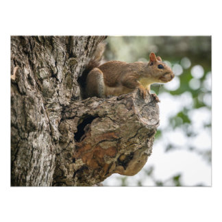 A squirrel perched on the knob of a tree. フォトプリント           