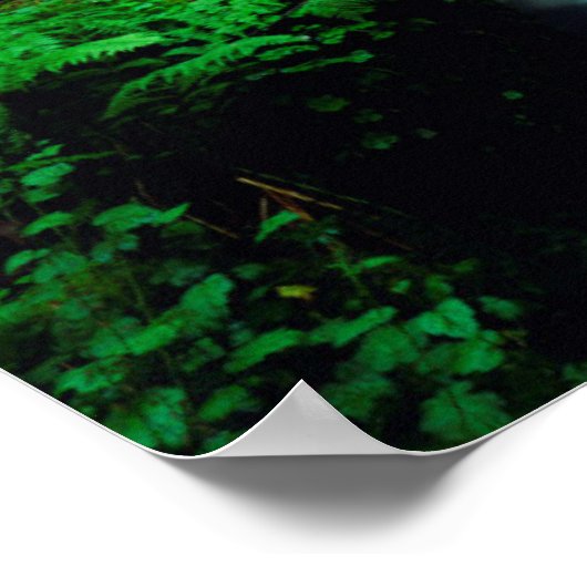 A stream in an old-growth forest ポスター (角)