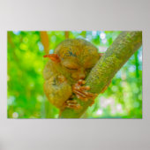 A Tarsier's Tranquil Slumber in Bohol ポスター (正面)