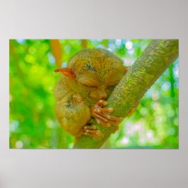 A Tarsier's Tranquil Slumber in Bohol ポスター