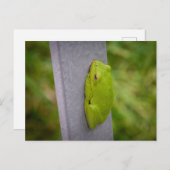A vibrant green tree frog perches on a metal rail. ポストカード (正面/裏面)