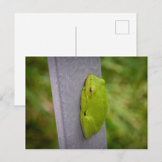 A vibrant green tree frog perches on a metal rail. ポストカード (正面/裏面)