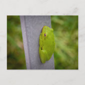 A vibrant green tree frog perches on a metal rail. ポストカード (正面)