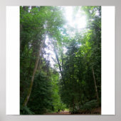 A Walk In The Woods ポスター (正面)