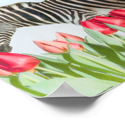 A Zebra Among the Tulips ポスター (角)