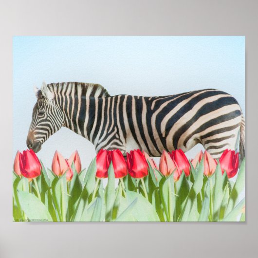 A Zebra Among the Tulips ポスター (正面)