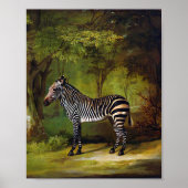 A Zebra by George Stubs ポスター (正面)
