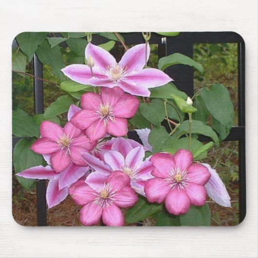 AA-ピンクのクレマチスの花のmousepad マウスパッド (正面)