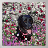 Abby in Flowers - Black Lab Dog ポスター (正面)