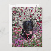 Abby in Flowers - Black Lab Dog ポストカード (正面/裏面)