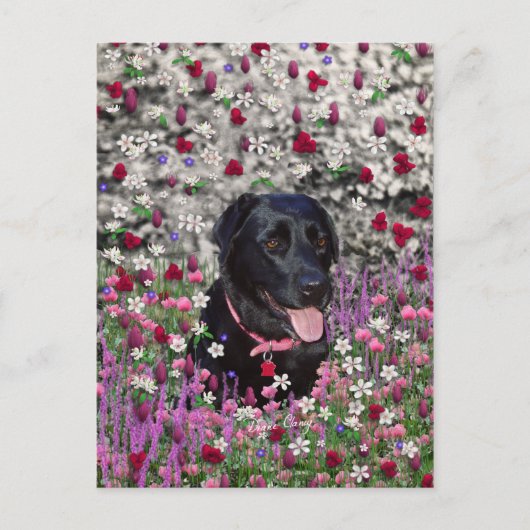 Abby in Flowers - Black Lab Dog ポストカード (正面)