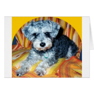 Abby Schnoodle