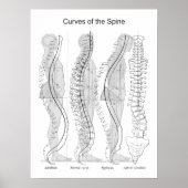 Abnormal Curves of the Spine Poster Chiropractic ポスター (正面)