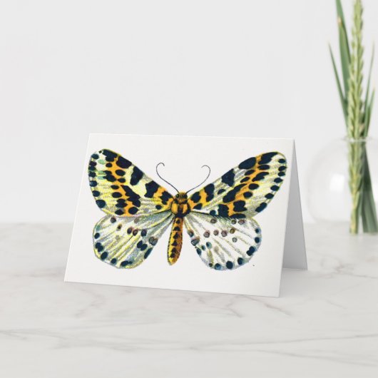 Abraxas grossulariata, The Magpie Moth Color Image カード (正面)