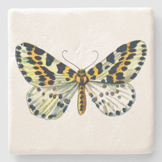 Abraxas grossulariata, The Magpie Moth Color Image ストーンコースター (正面)