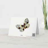 Abraxas sylvata – 白濁したマグパイ蛾 カード (裏面)