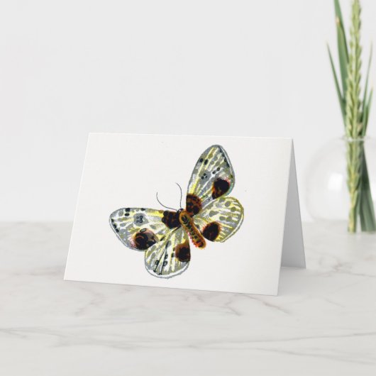 Abraxas sylvata – 白濁したマグパイ蛾 カード (正面)