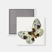 Abraxas sylvata – 白濁したマグパイ蛾 マグネット (正面/裏面)