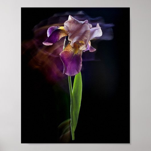 Abstract Iris Flower – Elegant Floral Art ポスター (正面)
