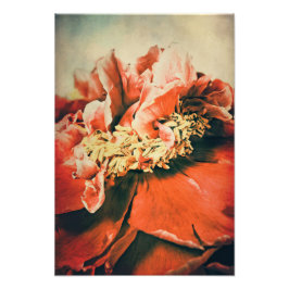 Abstrakte Pfingstrose フォトプリント