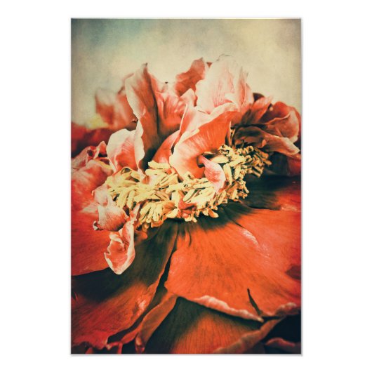 Abstrakte Pfingstrose フォトプリント (正面)