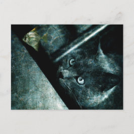 Abyss cat – ポストカード