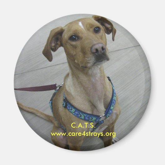 AC磁石 マグネット (正面)