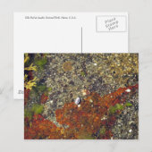 「Acadian Tide Pool」はがき ポストカード (正面/裏面)