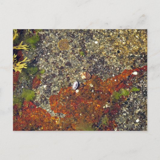 「Acadian Tide Pool」はがき ポストカード (正面)