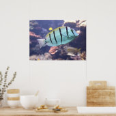 Acanthurus triostegus ポスター (キッチン)