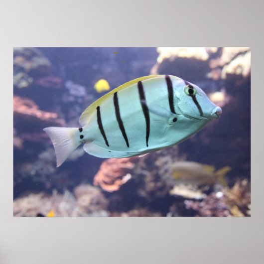 Acanthurus triostegus ポスター (正面)